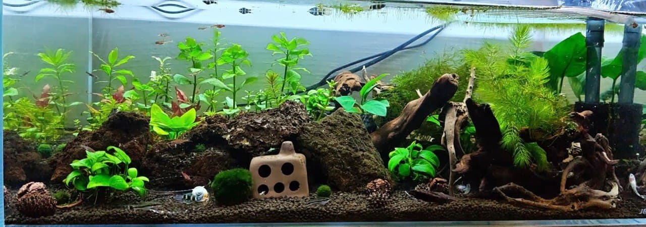 Lush planted shrimp breeding tank with driftwood and moss