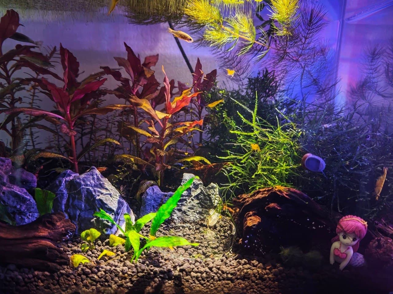 Dramatic shrimp tank with red plants and blue lighting
