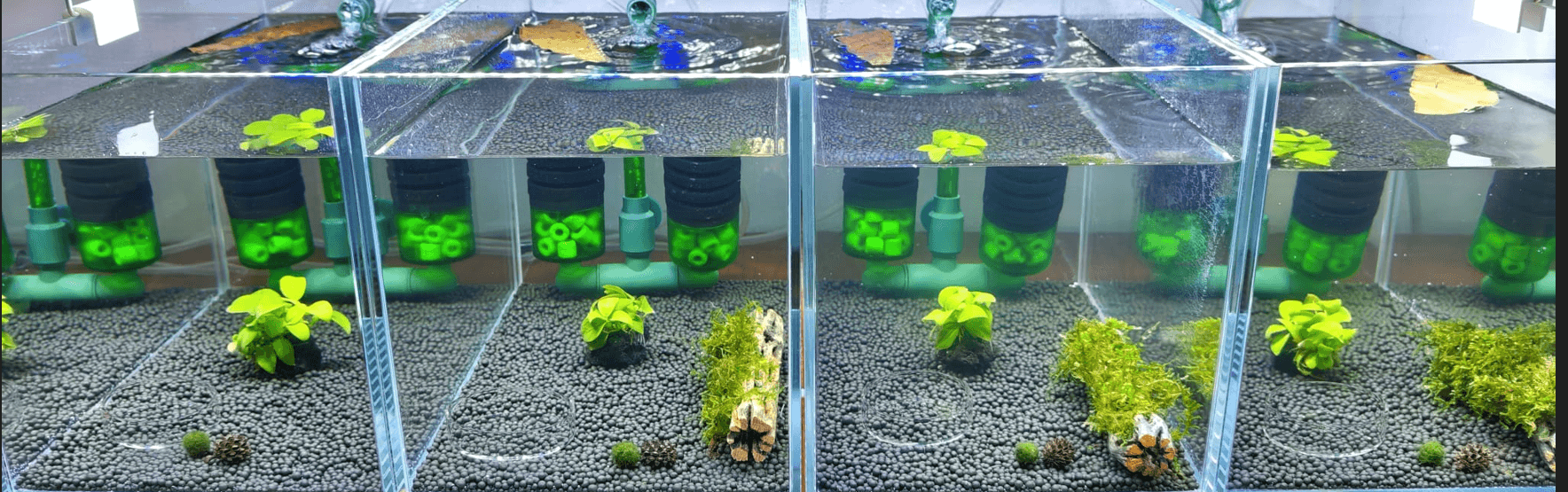 Shrimp Home's 11-tank breeding setup