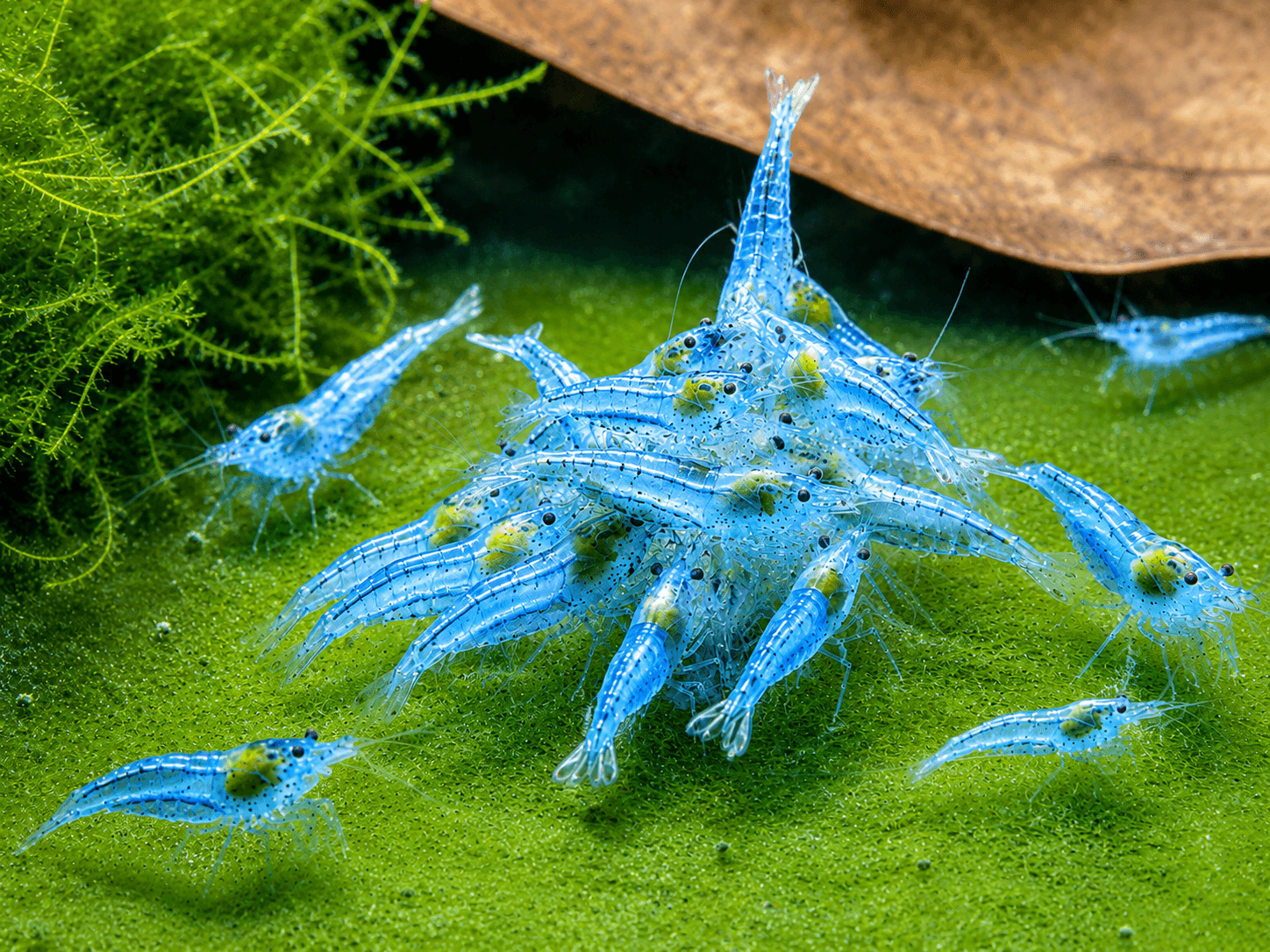 Blue Jelly